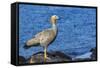 Adult Ruddy-Headed Goose (Chloephaga Rubidiceps)-Michael Nolan-Framed Stretched Canvas