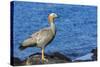 Adult Ruddy-Headed Goose (Chloephaga Rubidiceps)-Michael Nolan-Stretched Canvas