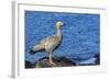 Adult Ruddy-Headed Goose (Chloephaga Rubidiceps)-Michael Nolan-Framed Photographic Print