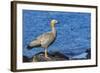 Adult Ruddy-Headed Goose (Chloephaga Rubidiceps)-Michael Nolan-Framed Photographic Print
