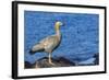 Adult Ruddy-Headed Goose (Chloephaga Rubidiceps)-Michael Nolan-Framed Photographic Print