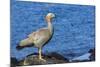 Adult Ruddy-Headed Goose (Chloephaga Rubidiceps)-Michael Nolan-Mounted Photographic Print