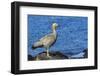 Adult Ruddy-Headed Goose (Chloephaga Rubidiceps)-Michael Nolan-Framed Photographic Print