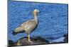 Adult Ruddy-Headed Goose (Chloephaga Rubidiceps)-Michael Nolan-Mounted Photographic Print