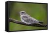 Adult sand-colored nighthawk , Puerto Miguel, Upper Amazon River Basin, Loreto, Peru-Michael Nolan-Framed Stretched Canvas