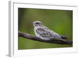 Adult sand-colored nighthawk , Puerto Miguel, Upper Amazon River Basin, Loreto, Peru-Michael Nolan-Framed Photographic Print