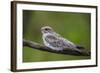 Adult sand-colored nighthawk , Puerto Miguel, Upper Amazon River Basin, Loreto, Peru-Michael Nolan-Framed Photographic Print