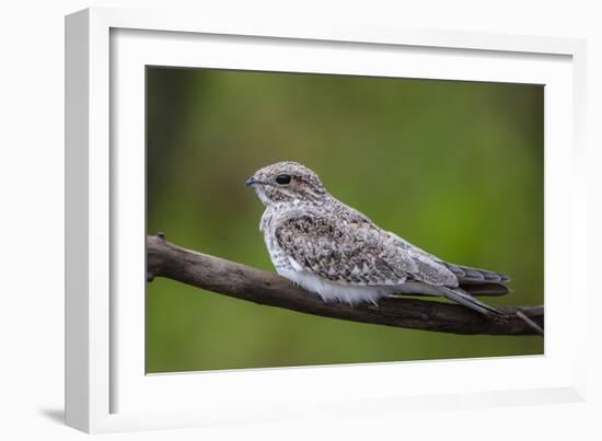 Adult sand-colored nighthawk , Puerto Miguel, Upper Amazon River Basin, Loreto, Peru-Michael Nolan-Framed Photographic Print