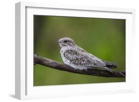 Adult sand-colored nighthawk , Puerto Miguel, Upper Amazon River Basin, Loreto, Peru-Michael Nolan-Framed Photographic Print