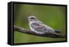 Adult sand-colored nighthawk , Puerto Miguel, Upper Amazon River Basin, Loreto, Peru-Michael Nolan-Framed Stretched Canvas