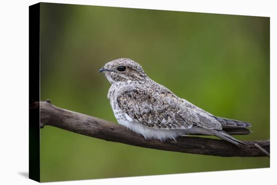 Adult sand-colored nighthawk , Puerto Miguel, Upper Amazon River Basin, Loreto, Peru-Michael Nolan-Stretched Canvas