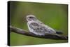 Adult sand-colored nighthawk , Puerto Miguel, Upper Amazon River Basin, Loreto, Peru-Michael Nolan-Stretched Canvas