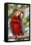 Adult scarlet macaw (Ara macao), Amazon National Park, Loreto, Peru, South America-Michael Nolan-Framed Stretched Canvas