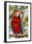 Adult scarlet macaw (Ara macao), Amazon National Park, Loreto, Peru, South America-Michael Nolan-Framed Photographic Print