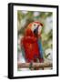 Adult scarlet macaw (Ara macao), Amazon National Park, Loreto, Peru, South America-Michael Nolan-Framed Photographic Print