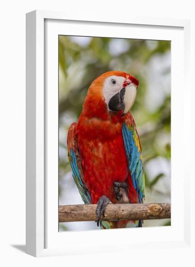 Adult scarlet macaw (Ara macao), Amazon National Park, Loreto, Peru, South America-Michael Nolan-Framed Photographic Print