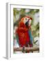 Adult scarlet macaw (Ara macao), Amazon National Park, Loreto, Peru, South America-Michael Nolan-Framed Photographic Print