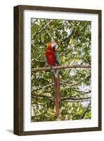 Adult scarlet macaw (Ara macao), Amazon National Park, Loreto, Peru, South America-Michael Nolan-Framed Photographic Print