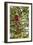 Adult scarlet macaw (Ara macao), Amazon National Park, Loreto, Peru, South America-Michael Nolan-Framed Photographic Print