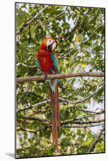 Adult scarlet macaw (Ara macao), Amazon National Park, Loreto, Peru, South America-Michael Nolan-Mounted Photographic Print