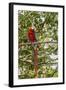 Adult scarlet macaw (Ara macao), Amazon National Park, Loreto, Peru, South America-Michael Nolan-Framed Photographic Print