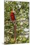 Adult scarlet macaw (Ara macao), Amazon National Park, Loreto, Peru, South America-Michael Nolan-Mounted Photographic Print