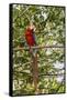 Adult scarlet macaw (Ara macao), Amazon National Park, Loreto, Peru, South America-Michael Nolan-Framed Stretched Canvas