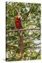 Adult scarlet macaw (Ara macao), Amazon National Park, Loreto, Peru, South America-Michael Nolan-Stretched Canvas
