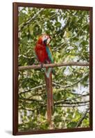 Adult scarlet macaw (Ara macao), Amazon National Park, Loreto, Peru, South America-Michael Nolan-Framed Photographic Print