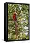 Adult scarlet macaw (Ara macao), Amazon National Park, Loreto, Peru, South America-Michael Nolan-Framed Stretched Canvas