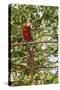 Adult scarlet macaw (Ara macao), Amazon National Park, Loreto, Peru, South America-Michael Nolan-Stretched Canvas