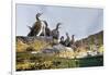 Adult Shags with young, gathered on rocks, Scotland-Alex Mustard-Framed Photographic Print