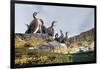 Adult Shags with young, gathered on rocks, Scotland-Alex Mustard-Framed Photographic Print