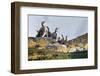 Adult Shags with young, gathered on rocks, Scotland-Alex Mustard-Framed Photographic Print