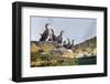 Adult Shags with young, gathered on rocks, Scotland-Alex Mustard-Framed Photographic Print