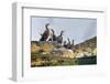 Adult Shags with young, gathered on rocks, Scotland-Alex Mustard-Framed Photographic Print