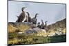 Adult Shags with young, gathered on rocks, Scotland-Alex Mustard-Mounted Photographic Print