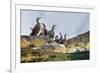 Adult Shags with young, gathered on rocks, Scotland-Alex Mustard-Framed Photographic Print