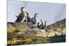 Adult Shags with young, gathered on rocks, Scotland-Alex Mustard-Mounted Photographic Print