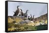 Adult Shags with young, gathered on rocks, Scotland-Alex Mustard-Framed Stretched Canvas
