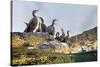 Adult Shags with young, gathered on rocks, Scotland-Alex Mustard-Stretched Canvas