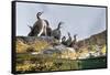 Adult Shags with young, gathered on rocks, Scotland-Alex Mustard-Framed Stretched Canvas