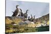 Adult Shags with young, gathered on rocks, Scotland-Alex Mustard-Stretched Canvas