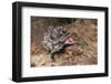 Adult Shingleback Lizard Threat Display Showing Blue Tongue Trachydosaurus Rugosus)-Steven David Miller-Framed Photographic Print