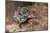 Adult Shingleback Lizard Threat Display Showing Blue Tongue Trachydosaurus Rugosus)-Steven David Miller-Mounted Photographic Print