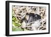 Adult Silvery Grebe (Podiceps Occipitalis), Puerto Madryn, Patagonia, Argentina, South America-Michael Nolan-Framed Photographic Print