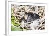 Adult Silvery Grebe (Podiceps Occipitalis), Puerto Madryn, Patagonia, Argentina, South America-Michael Nolan-Framed Photographic Print