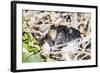 Adult Silvery Grebe (Podiceps Occipitalis), Puerto Madryn, Patagonia, Argentina, South America-Michael Nolan-Framed Photographic Print