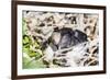 Adult Silvery Grebe (Podiceps Occipitalis), Puerto Madryn, Patagonia, Argentina, South America-Michael Nolan-Framed Photographic Print