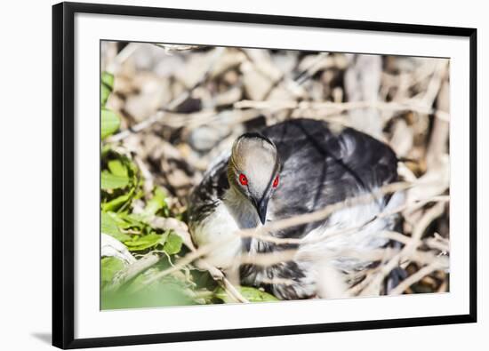 Adult Silvery Grebe (Podiceps Occipitalis), Puerto Madryn, Patagonia, Argentina, South America-Michael Nolan-Framed Photographic Print